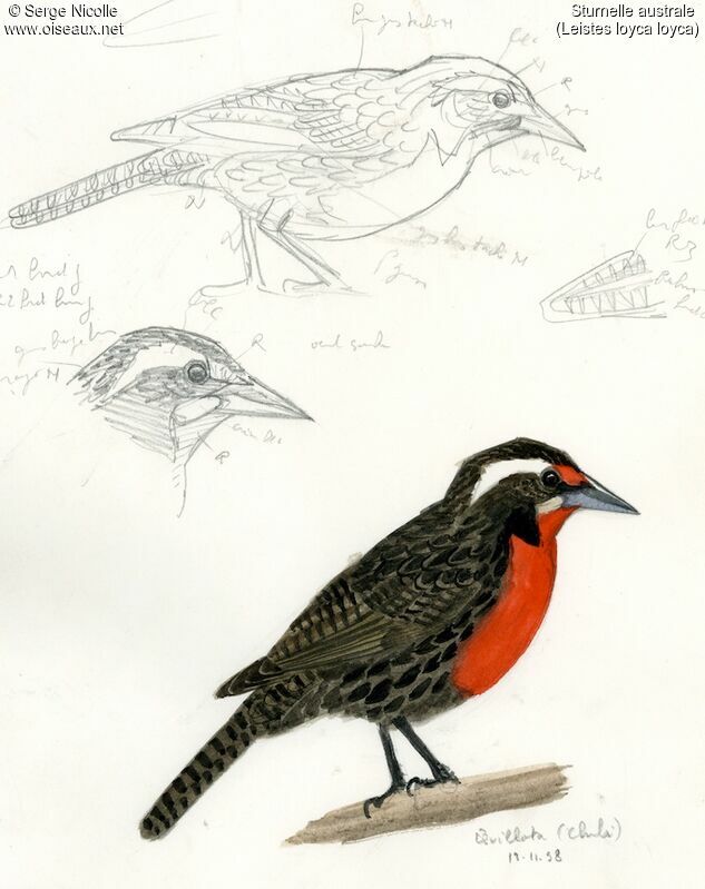 Long-tailed Meadowlark, identification