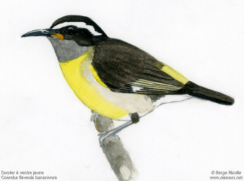 Bananaquit, identification