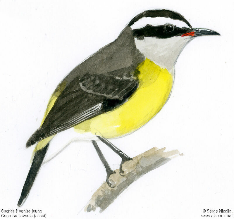 Bananaquit, identification