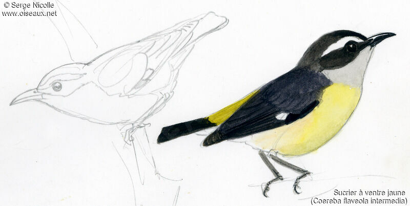 Bananaquit, identification