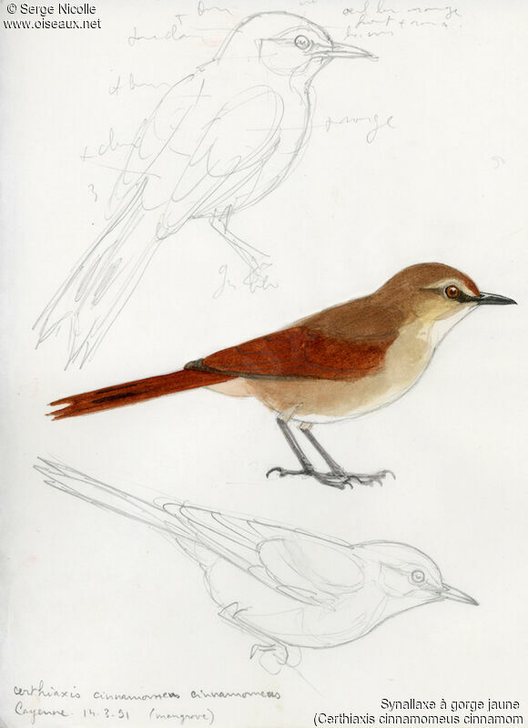 Yellow-chinned Spinetail, identification