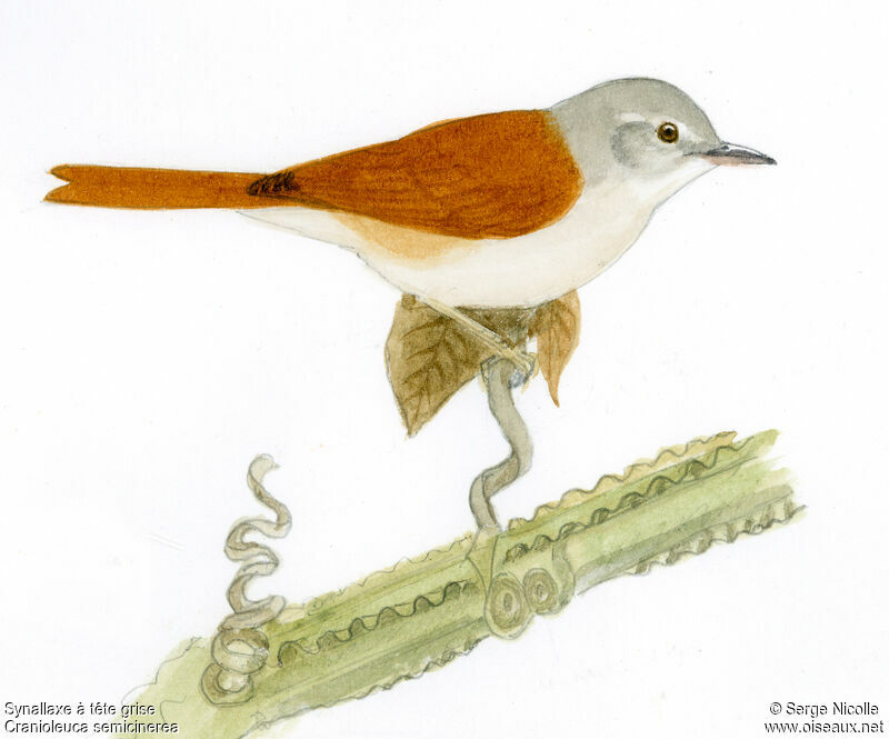 Grey-headed Spinetail, identification