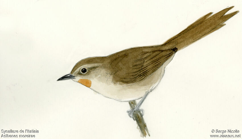 Itatiaia Spinetail
