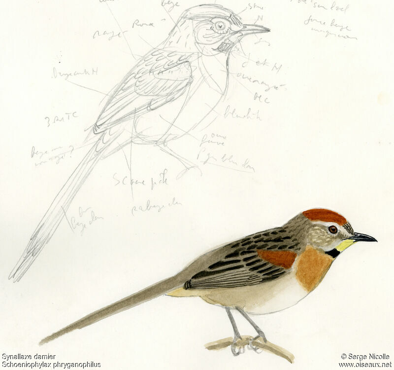 Chotoy Spinetail, identification