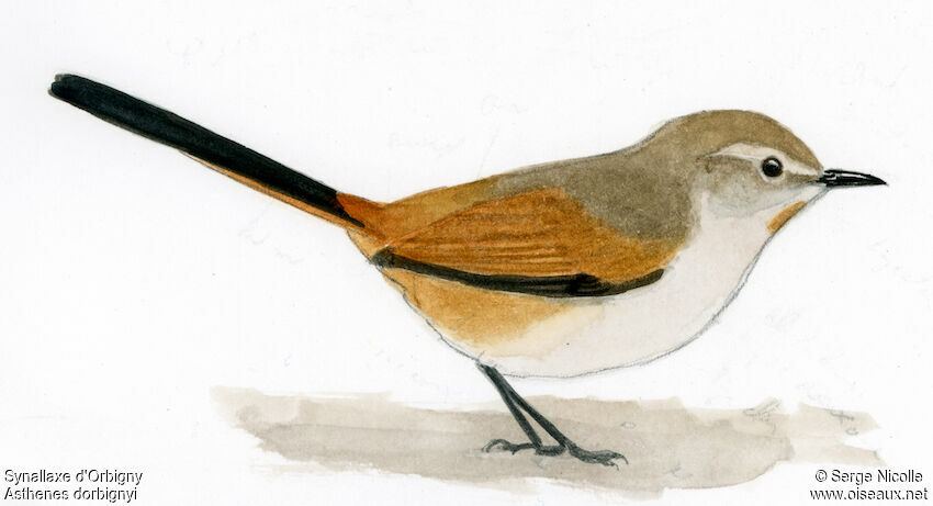 Rusty-vented Canastero