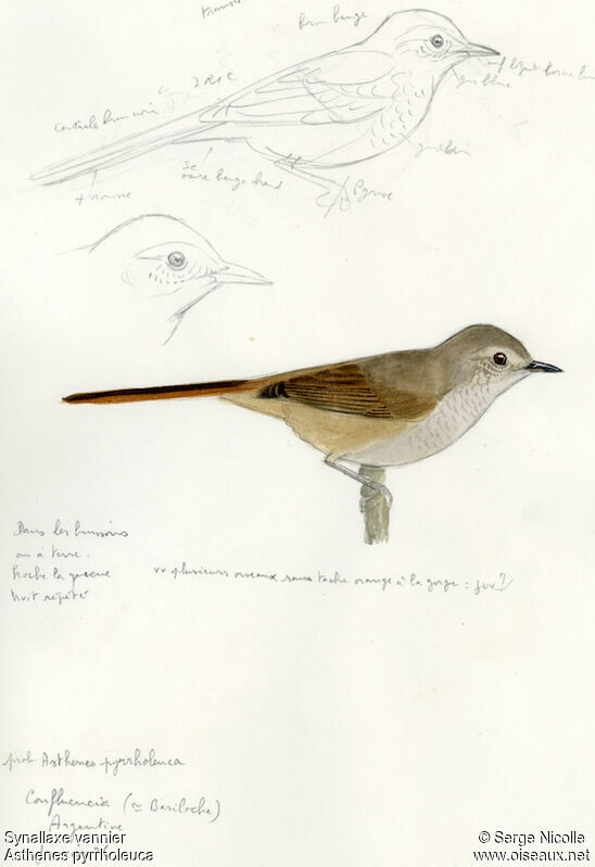 Sharp-billed Canastero, identification