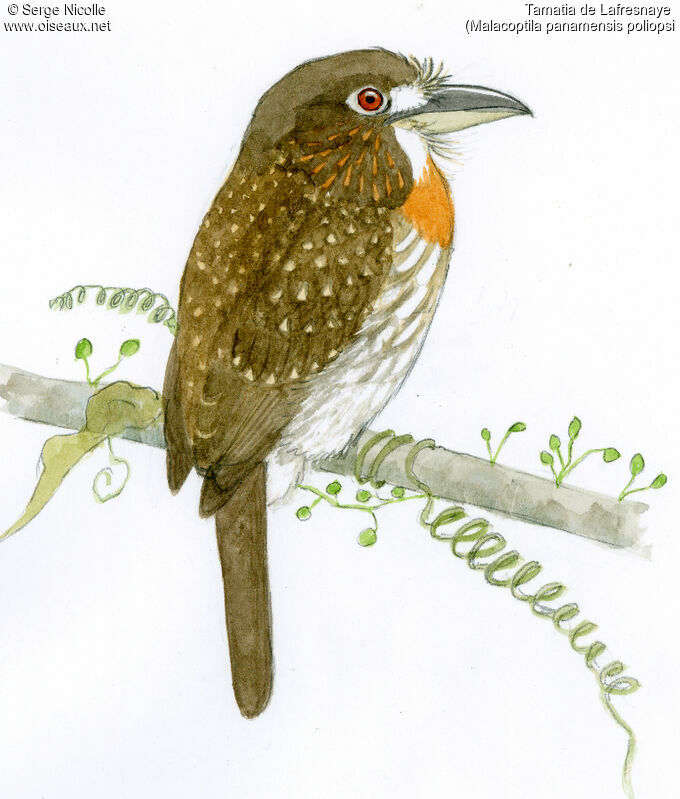 White-whiskered Puffbird, identification