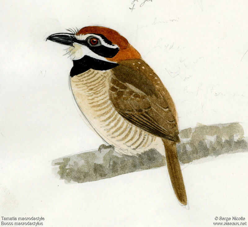 Chestnut-capped Puffbird, identification