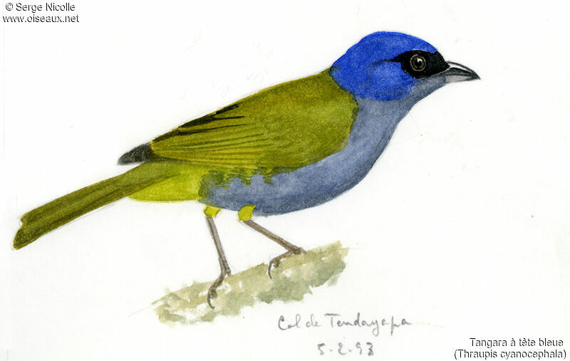 Blue-capped Tanager, identification