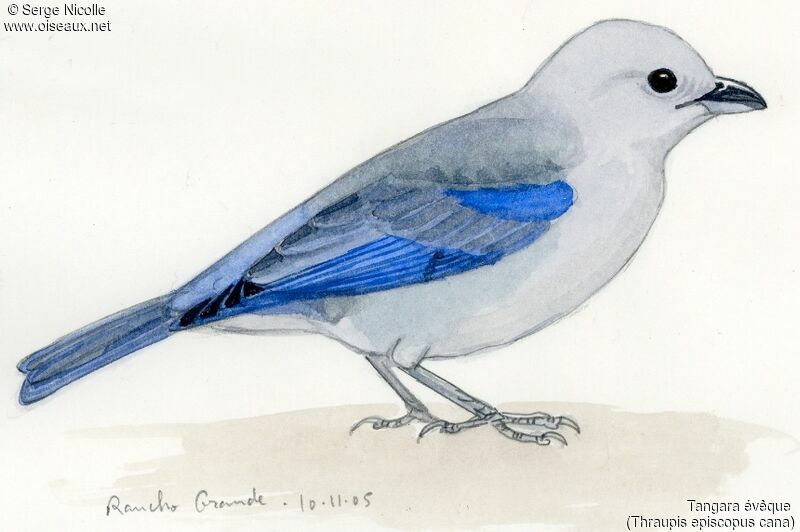 Blue-grey Tanager, identification