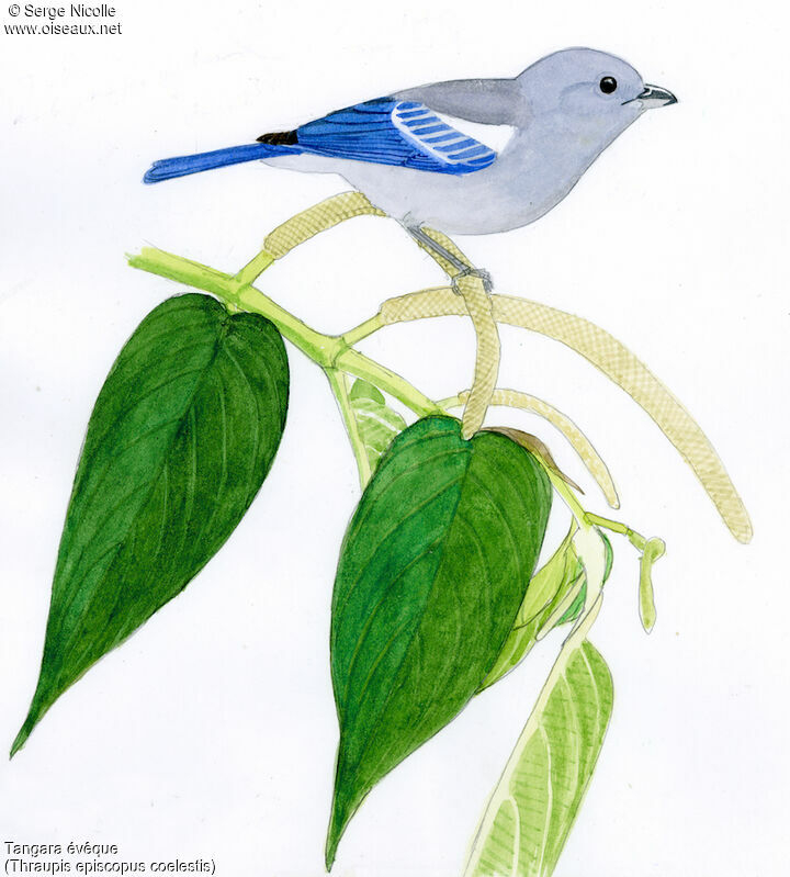 Blue-grey Tanager, identification