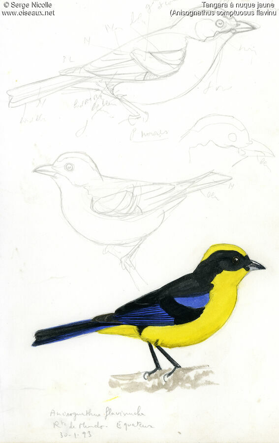 Blue-winged Mountain Tanager