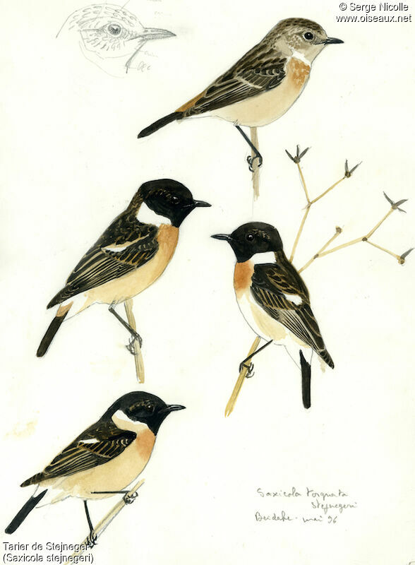 Amur Stonechat, identification