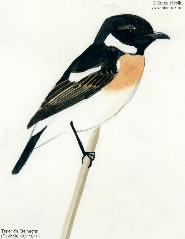 Amur Stonechat, identification