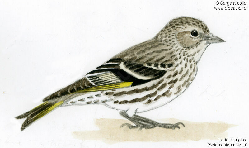 Pine Siskin, identification