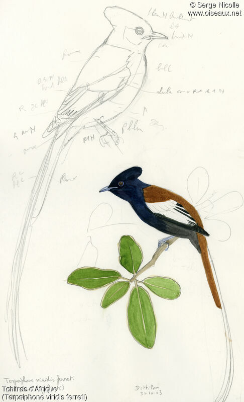 African Paradise Flycatcher, identification