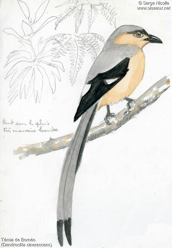 Bornean Treepie, identification