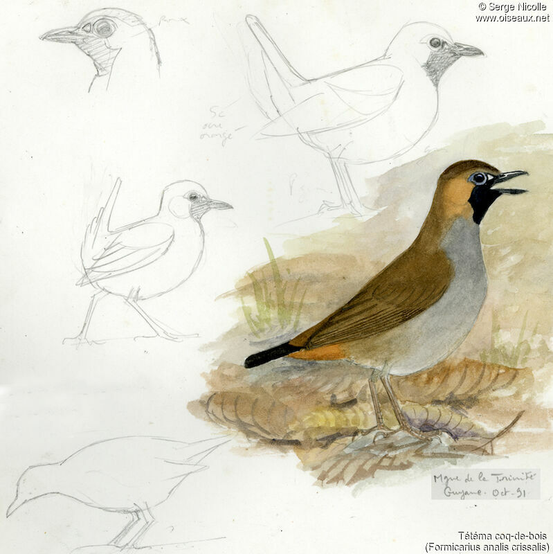 Black-faced Antthrush, identification