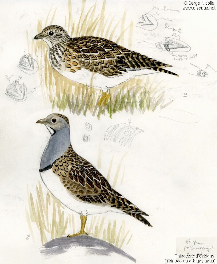 Grey-breasted Seedsnipe