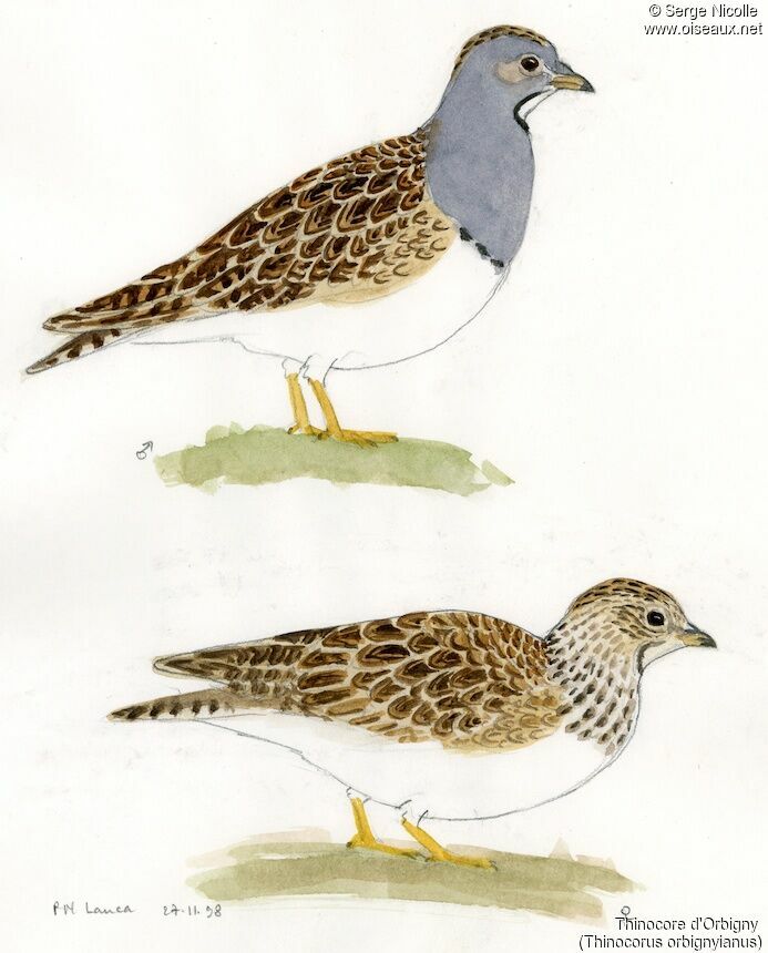 Grey-breasted Seedsnipe