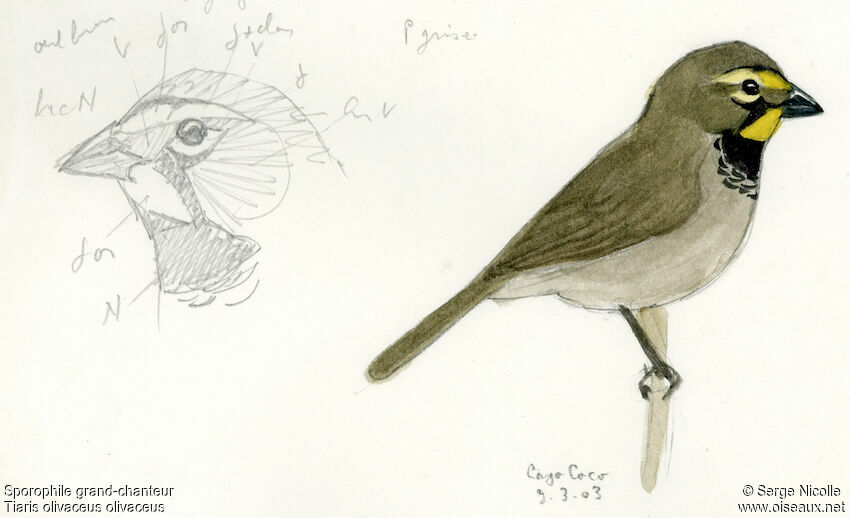 Yellow-faced Grassquit