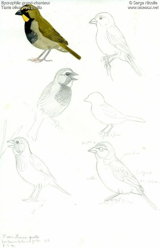Yellow-faced Grassquit