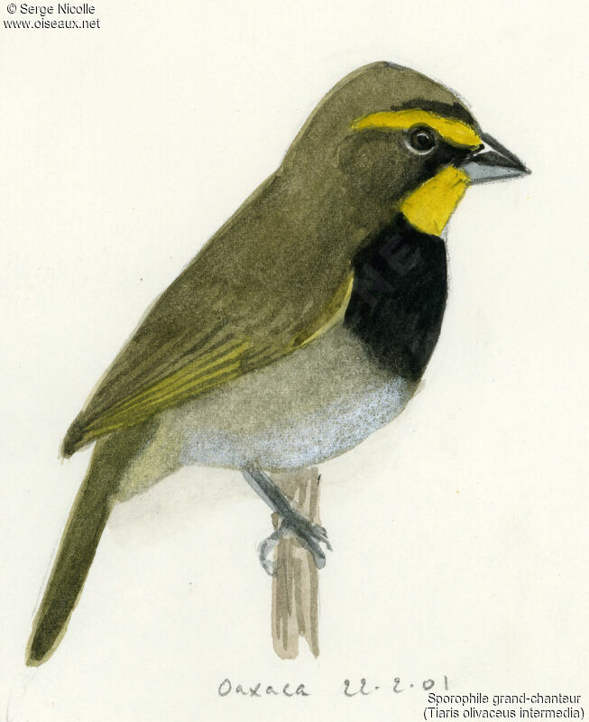 Yellow-faced Grassquit