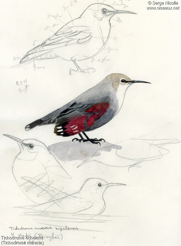 Wallcreeper, identification