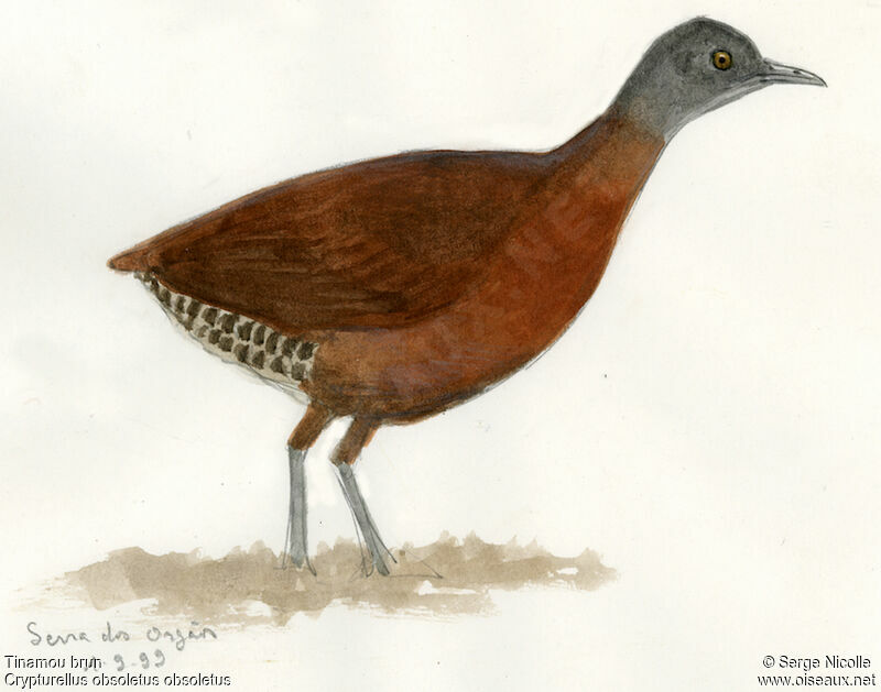 Brown Tinamou, identification