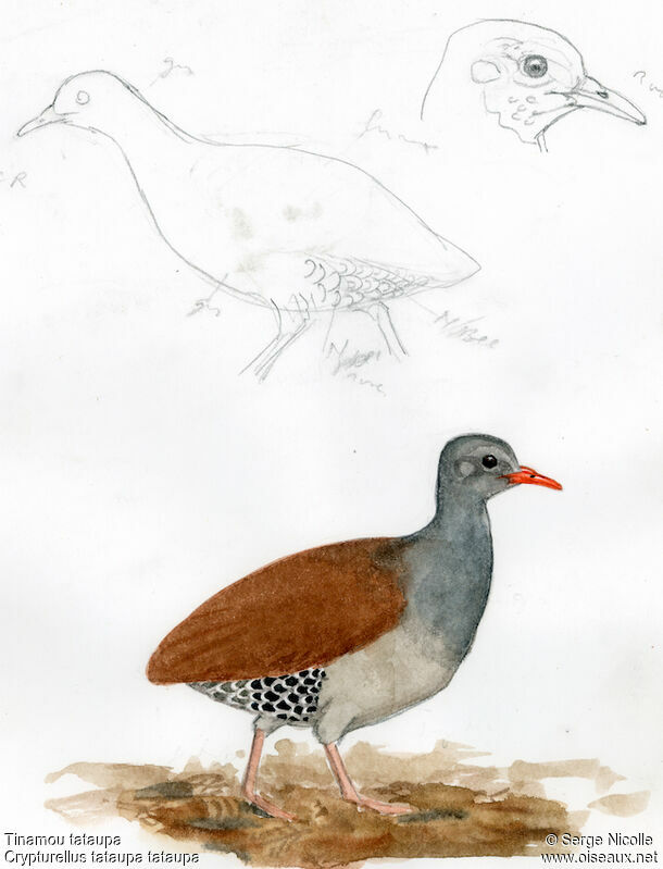 Tinamou tataupa, identification