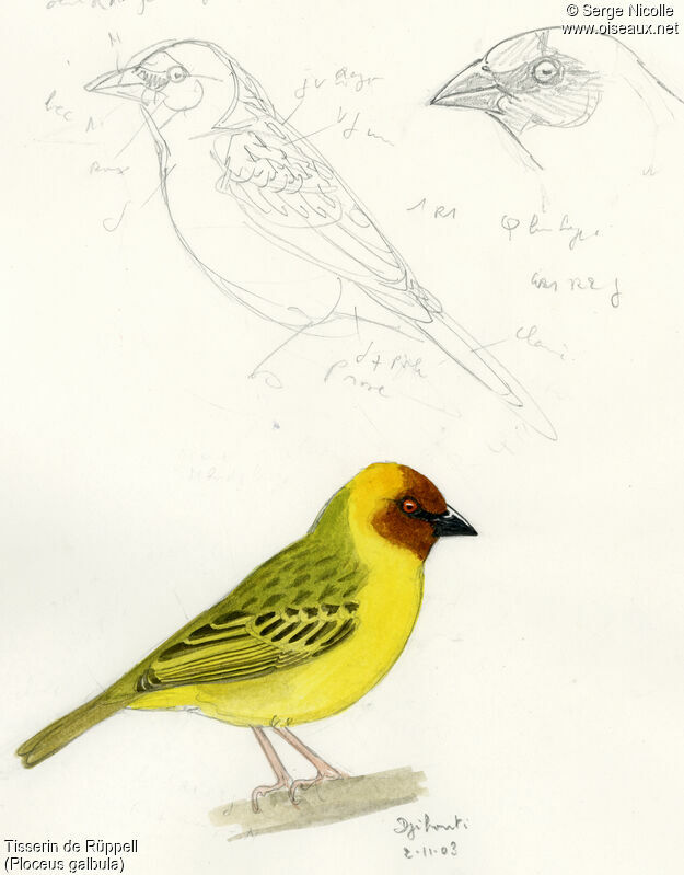 Rüppell's Weaver, identification