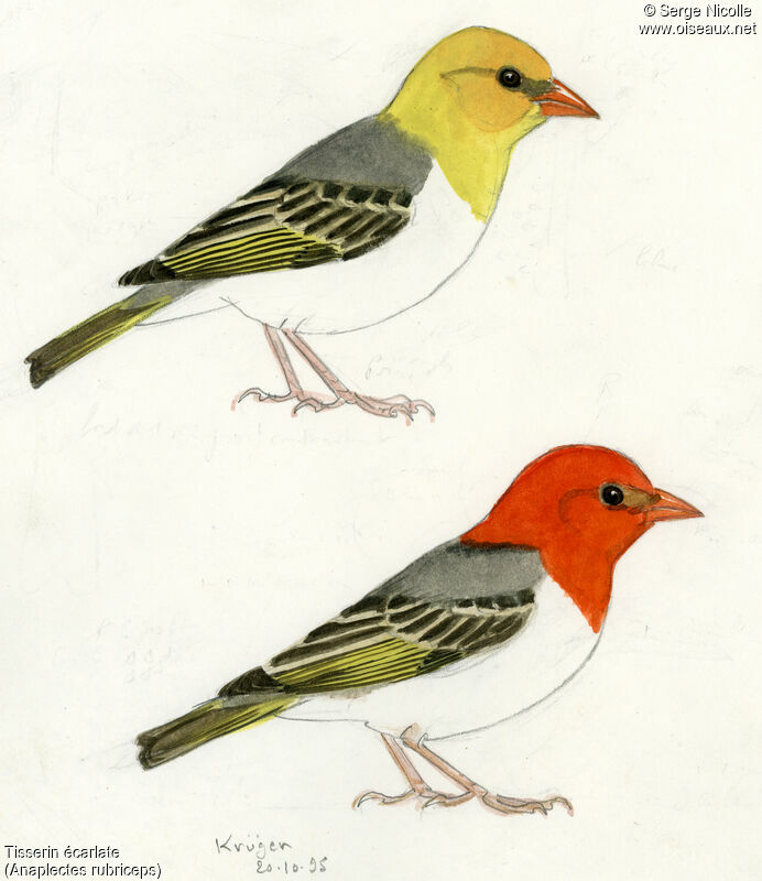 Red-headed Weaver, identification