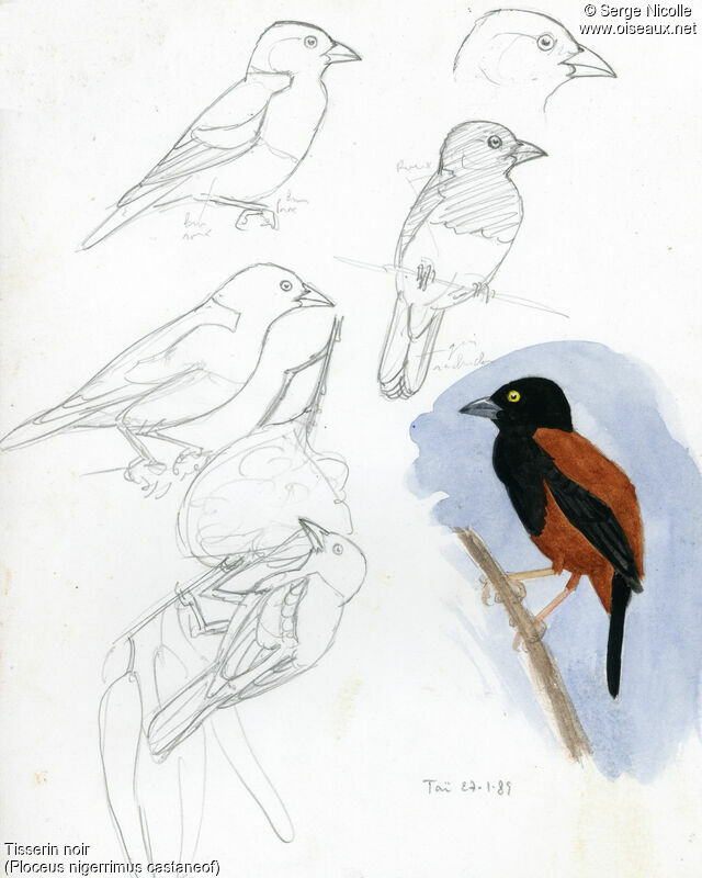 Vieillot's Black Weaver, identification