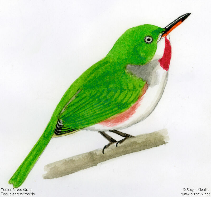 Narrow-billed Tody, identification