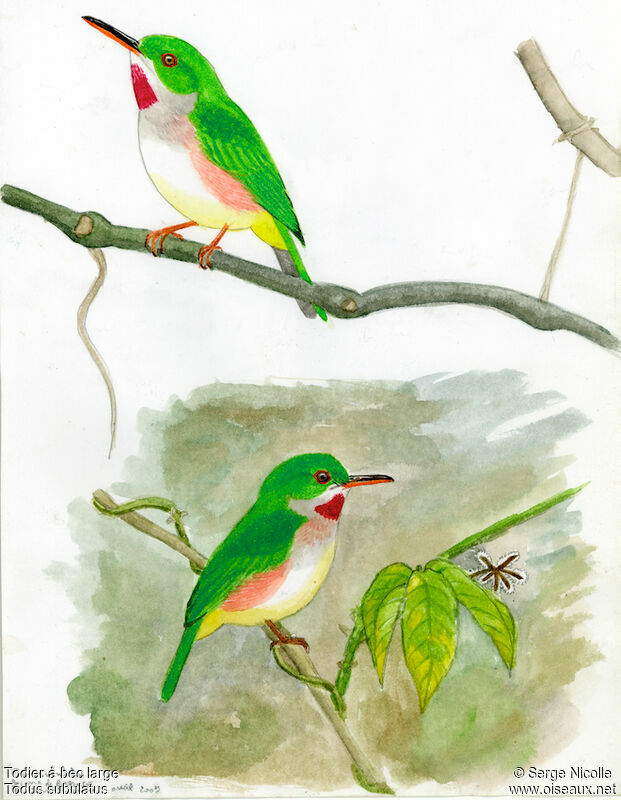 Broad-billed Tody , identification