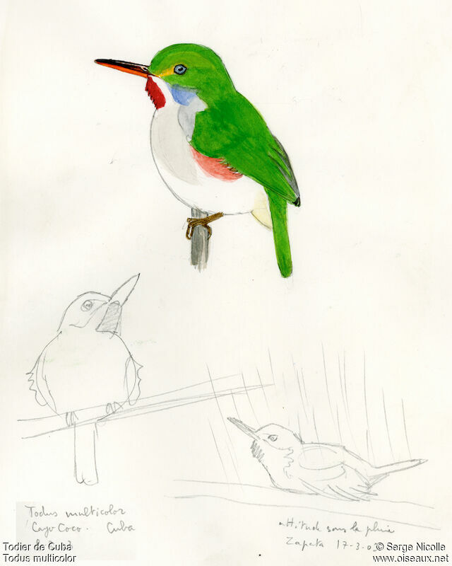 Cuban Tody, identification