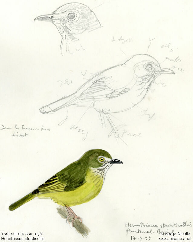 Stripe-necked Tody-Tyrant, identification