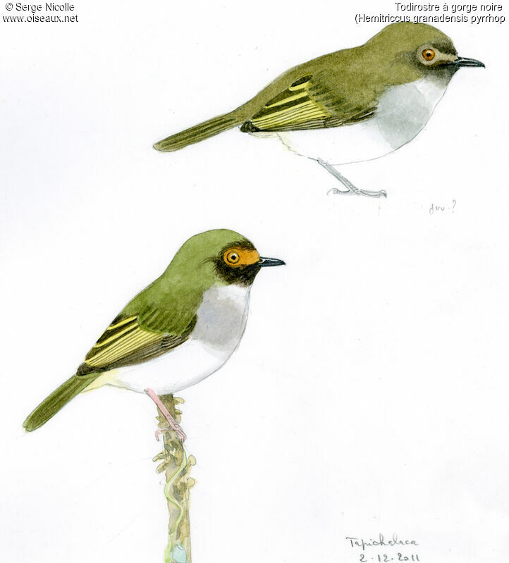 Black-throated Tody-Tyrant, identification