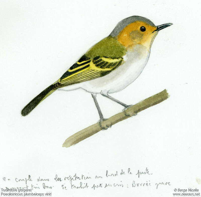 Ochre-faced Tody-Flycatcher, identification