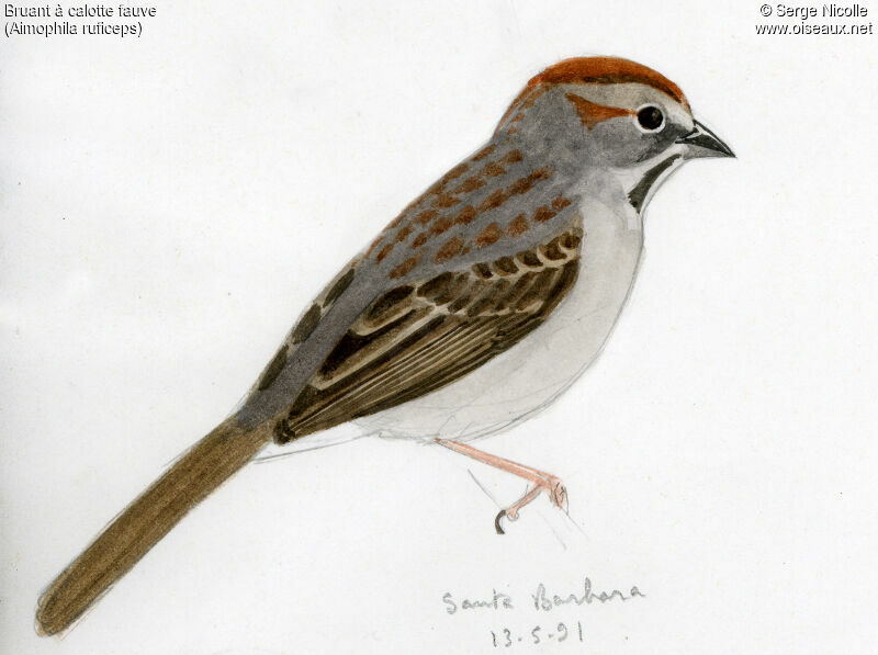 Rufous-crowned Sparrow
