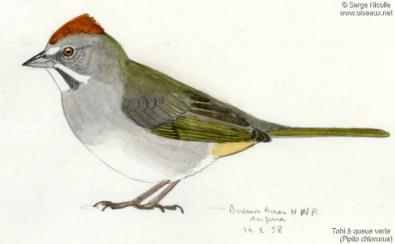 Green-tailed Towhee, identification