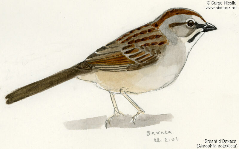 Oaxaca Sparrow