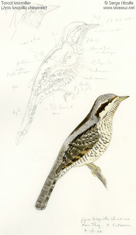 Eurasian Wryneck, identification