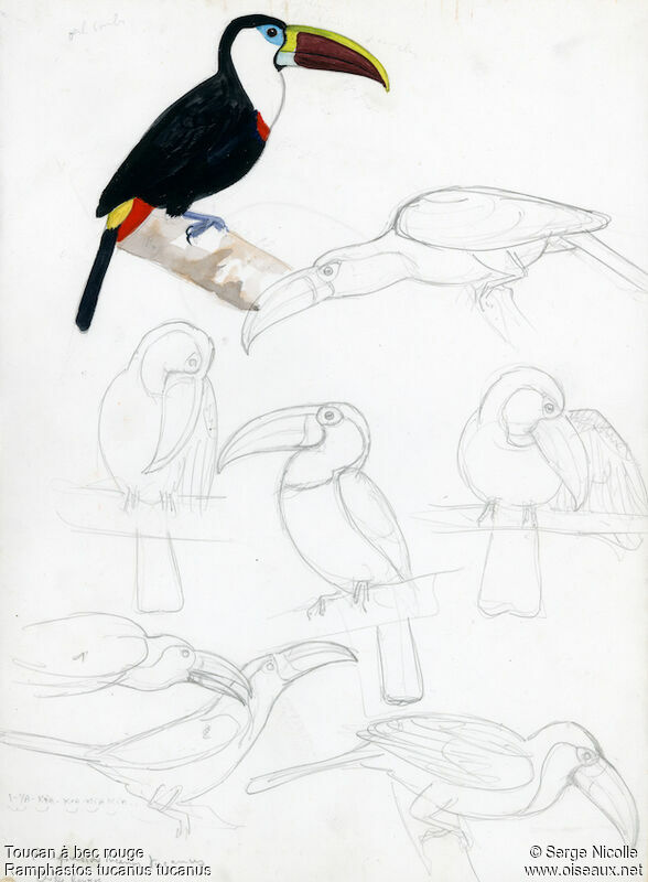 White-throated Toucan, identification