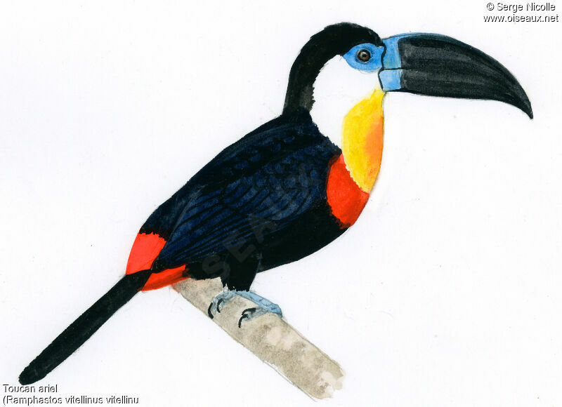 Channel-billed Toucan (ariel), identification