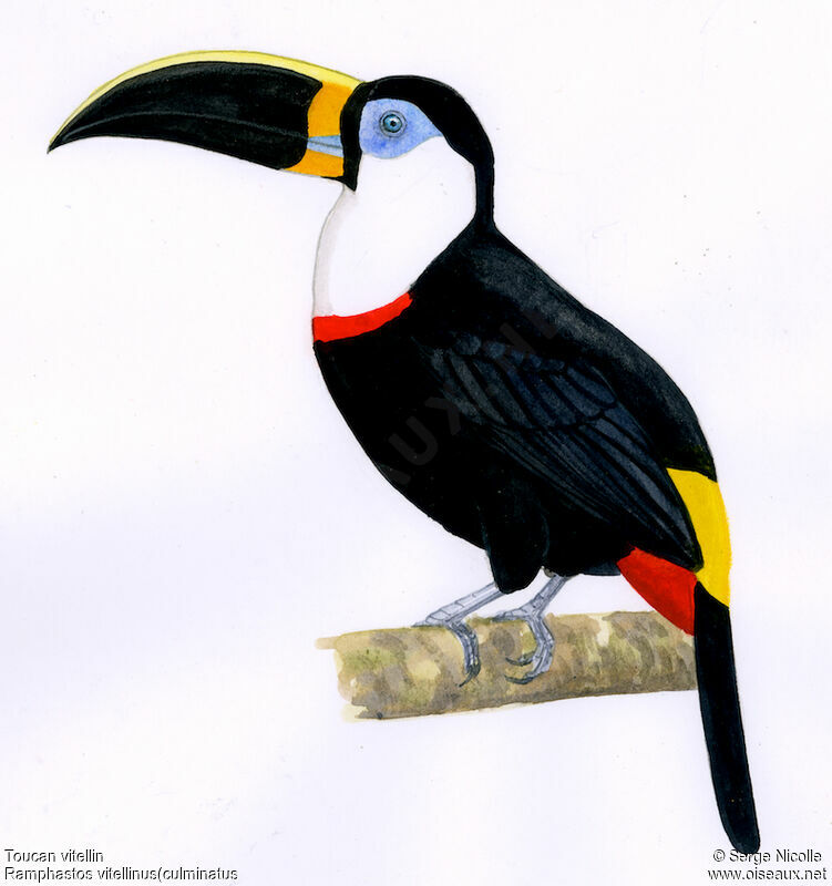 Toucan vitellin, identification