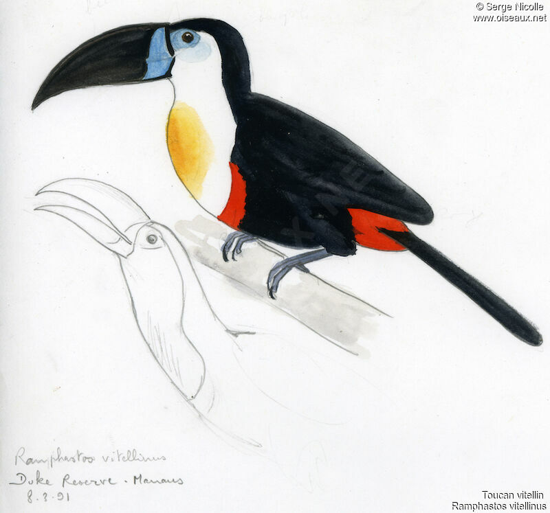 Toucan vitellin, identification