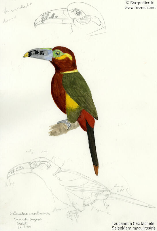 Spot-billed Toucanet, identification