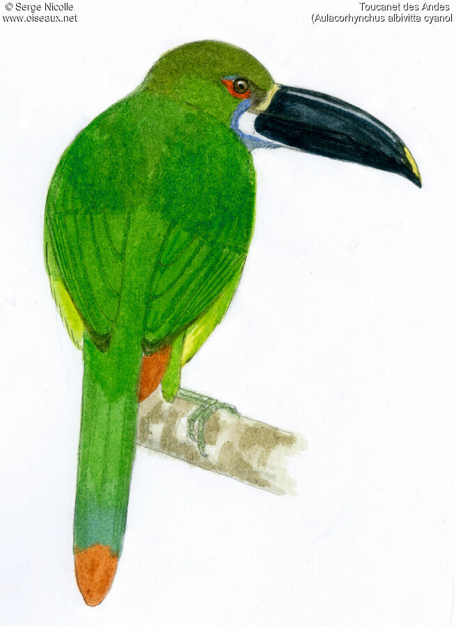 White-throated Toucanet