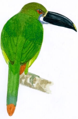 Toucanet à gorge blanche